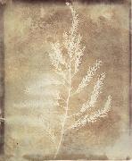 Willim Henry Fox Talbot Photogenetic Drawing china oil painting artist